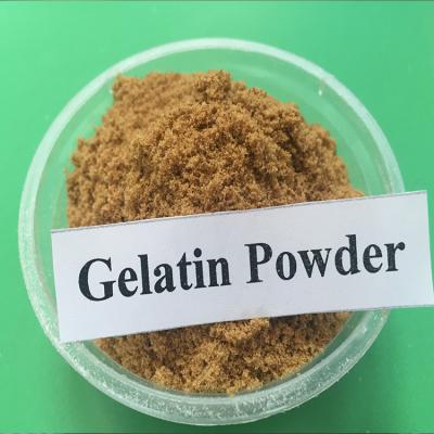 CAS 9000-70-8 Gelatin